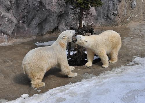 ４月３日　イワンとルルのガウガウ　イワンのフォッ　逃げるルル