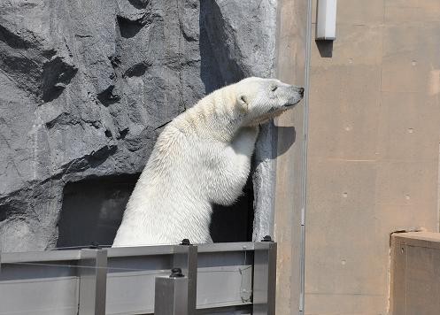 ４月３日　旭山動物園エゾシカ一家（トップの写真と本文は関係ありません）