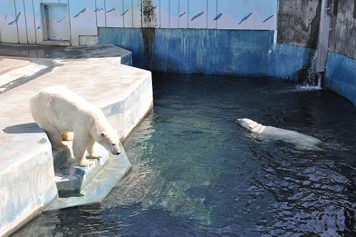 クルミ、お嫁に行きます