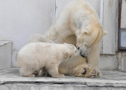 ４月１０日　元気な赤ちゃんとお疲れ気味のララ