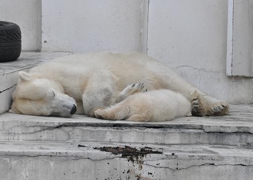 ４月１０日　やっぱりママは眠い　子グマはママの足が気になる