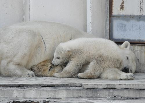 ４月１１日　円山動物園　この日もララは眠そうでした