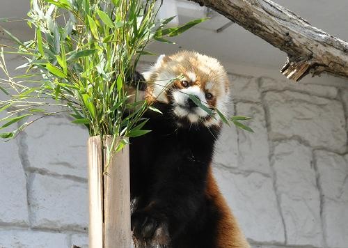 ４月１０～１１日　円山動物園のレッサーパンダ