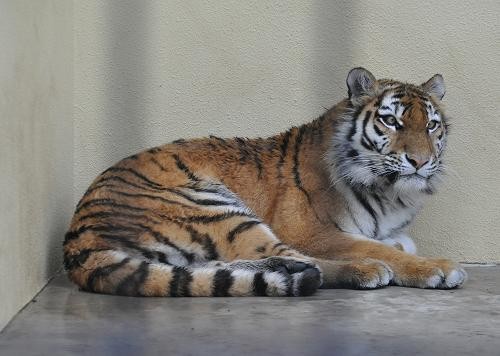 ４月２３日　釧路市動物園　猛獣舎の仲間達