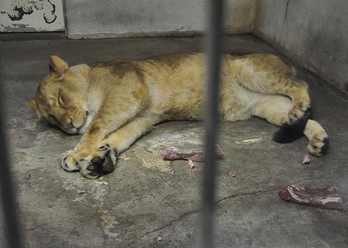 ４月２３日　釧路市動物園　猛獣舎のパクパクタイム