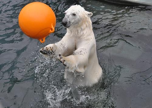 ４月２４日　釧路市動物園　浮き玉で遊ぶツヨシ