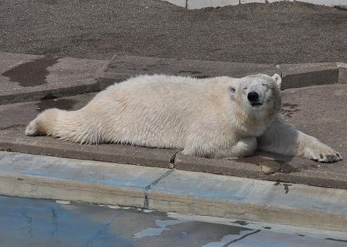 ４月２４日　釧路市動物園　眠たいクルミの浮き玉遊び