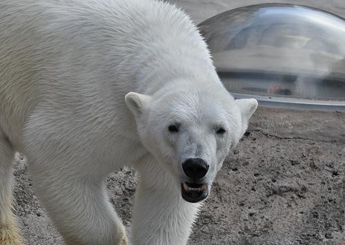 ４月２９日　旭山動物園　ピリカの顔が・・・