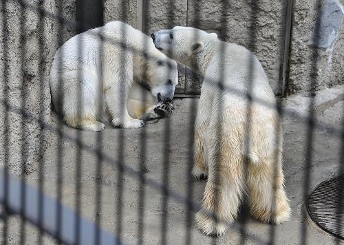 ４月２９日　イワンとサツキの日常