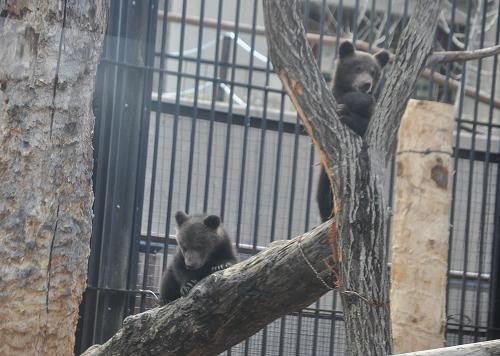 ４月２９日　旭山動物園　エゾヒグマのとんこ親子１