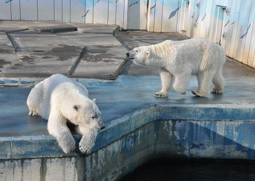 ４月２４日　釧路市動物園　釧路でのクルミ見納め