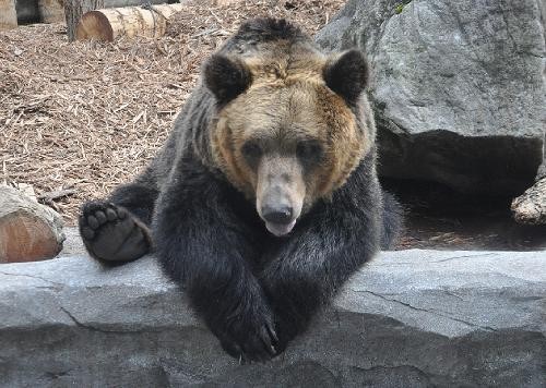 ４月２９日　旭山動物園　エゾヒグマのとんこ親子２