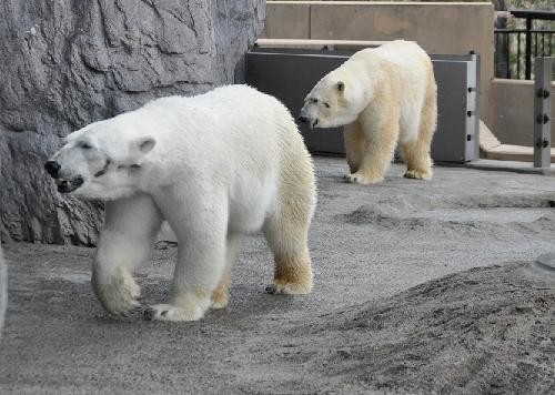 ５月７日　午後のホッキョクグマたち