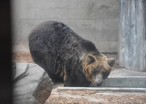 ５月７日　やっと出てきたエゾヒグマ親子