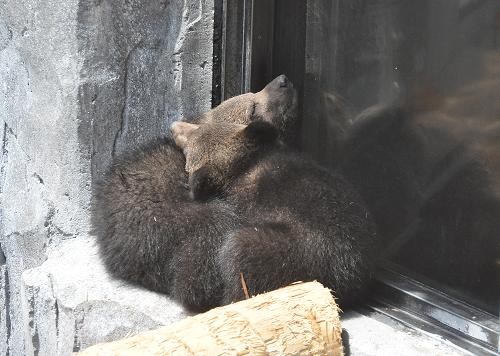 ５月１６日　エゾヒグマのお昼寝・・・詳細