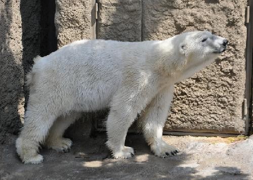 ５月１６日　ホッキョクグマのイワンとサツキ