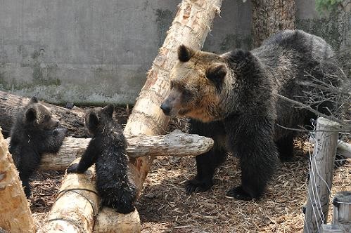 ５月１６日　エゾヒグマの赤ちゃん１