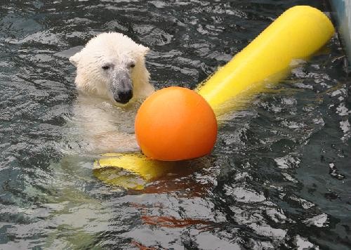 ５月２２日　釧路市動物園　ホッキョクグマのツヨシ