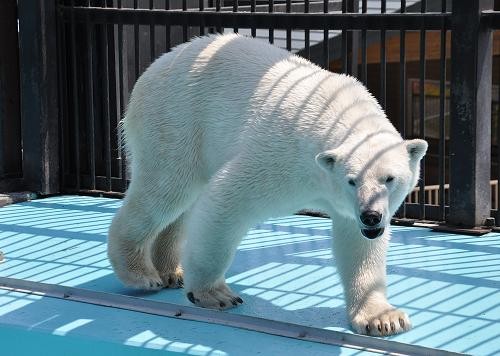 ５月２６日　おびひろ動物園　イコロ