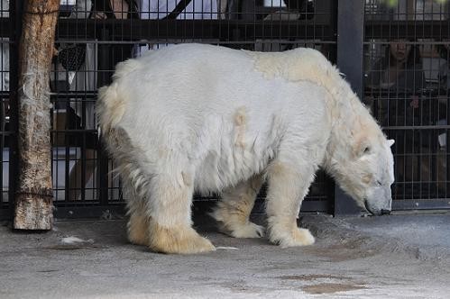 ５月２８日　旭山動物園　ホッキョクグマのルル・・・換毛中