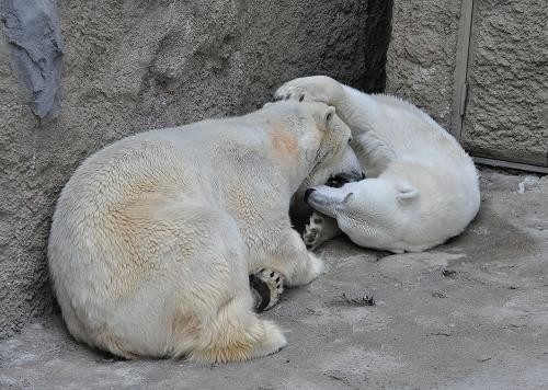 ５月２８日　旭山動物園　ホッキョクグマのイワンとサツキ