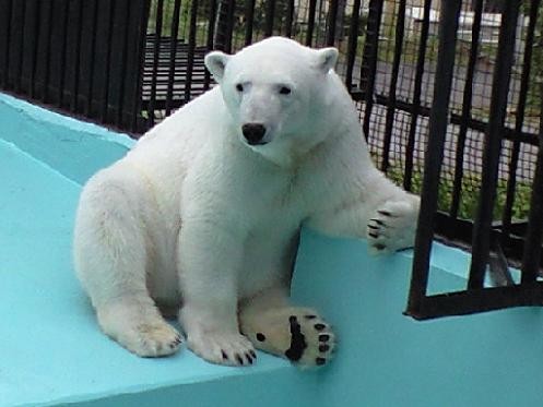 ５月２８日　旭山動物園　ピリカ