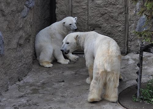 ５月２９日　旭山動物園　サツキのブルブル(追記あり)