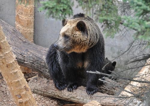 ６月３日　旭山動物園　とんこが脱走するかと思った瞬間