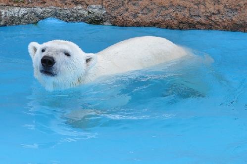 ６月４日　円山動物園　ホッキョクグマ　デナリとキャンディ