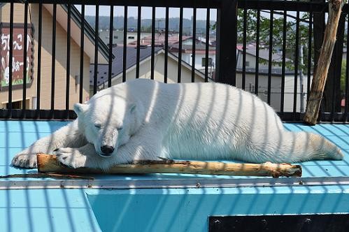 ５月２６日　おびひろ動物園　なかなか寝付けないイコロ