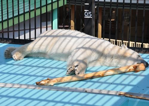 ５月２６日　おびひろ動物園　寝起きの悪いイコロ