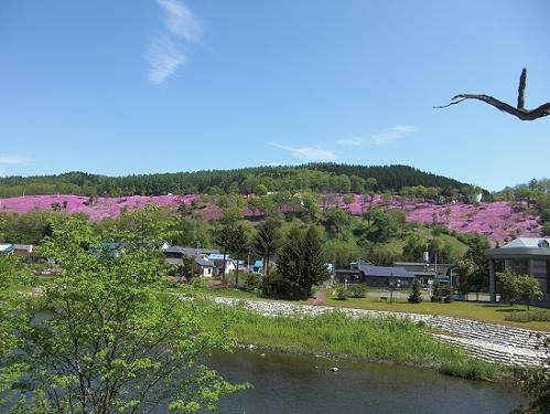 ６月７日　滝上公園の芝桜