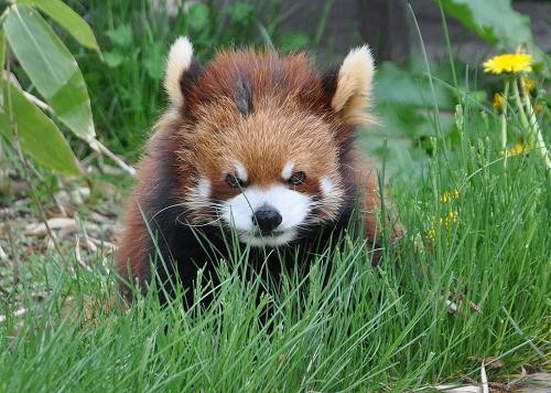 ５月２８日　旭山動物園　レッサーパンダ