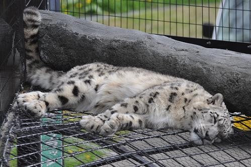 ５月２９日　旭山動物園　ユキヒョウ　ヤマト