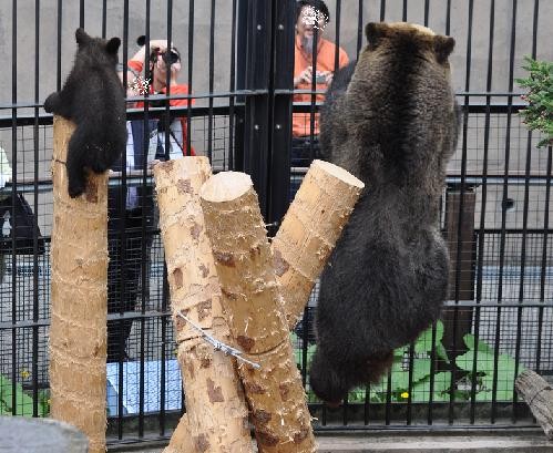 ６月３日　旭山動物園　とんこが脱走するかと思った瞬間・・・その後