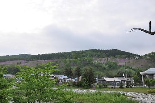 ６月１０日　滝上公園の芝桜・・・今がギリギリ？