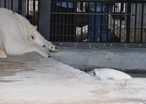 ６月３日　旭山動物園　ルルに監視されながらプールで泳ぐピリカ