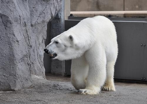 ６月１４日　旭山動物園　ピリカとサツキとイワンの往復歩き