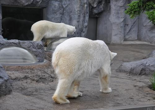 ６月１４日　旭山動物園　みんなで往復歩き