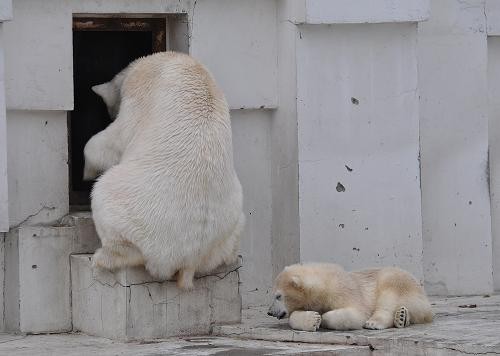 ６月４日　円山動物園　扉を叩くララと、眠たいチビちゃん