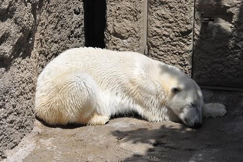 ６月１６日　旭山動物園　サツキ・・・お耳はどうしたの？