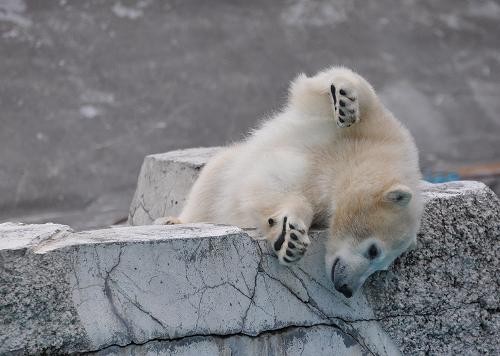 ６月４日　円山動物園　１４時頃のホッキョクグマ