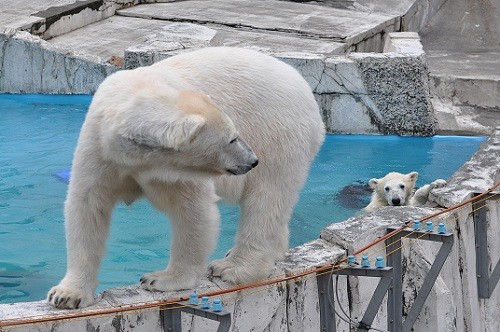 ６月４日　円山動物園　ホッキョクグマ　ララのプール遊び