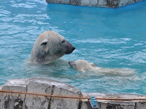 ６月４日　円山動物園　ホッキョクグマ　水泳教室