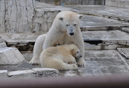 ６月４日　円山動物園　ホッキョクグマの夕方