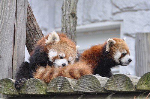 ６月４日　円山動物園　レッサーパンダ