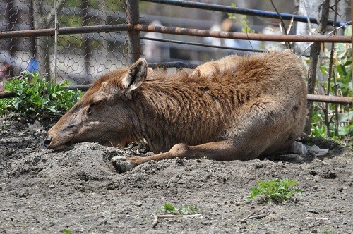 ５月１６日　旭山動物園　キツネ　キリン　テナガザル　アザラシ