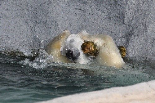 ５月２９日　旭山動物園　ホッキョクグマ