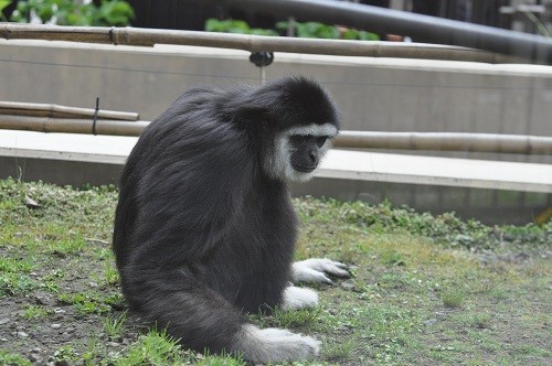 ５月２９日　旭山動物園　シロテテナガザル