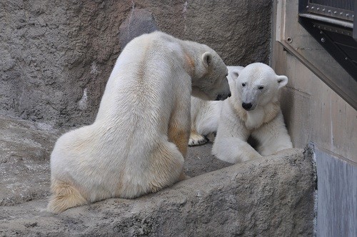 ５月３０日　旭山動物園　ホッキョクグマ　イワンとサツキ